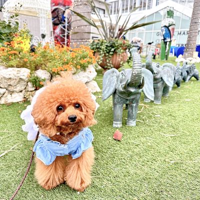 あわじクラフトサーカスの写真