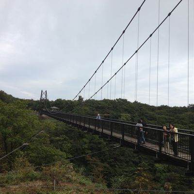 八幡のツツジ・ツツジつり橋の写真