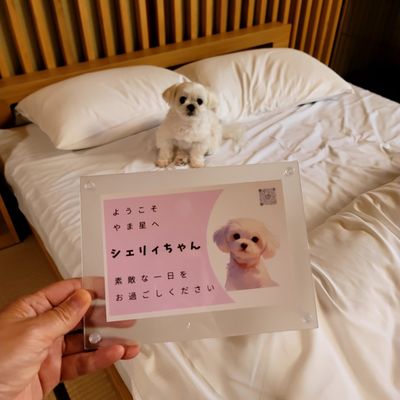やま星の写真