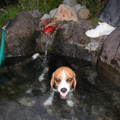 犬猫温泉の写真