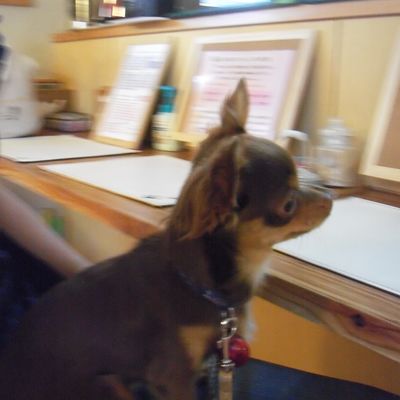 犬の保育園 ふれあいカフェの写真