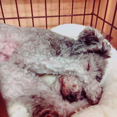 下呂温泉 紅葉館別館 わん泊亭 飛騨高山 下呂の犬と泊まれる 宿 ホテル 愛犬と旅行 イヌトミィ 下呂温泉 紅葉館別館 わん泊亭 飛騨高山 下呂の犬と泊まれる 宿 ホテル 愛犬と旅行 イヌトミィ