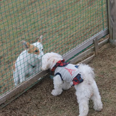 伊豆ぐらんぱる公園 伊豆高原 熱海 伊東の犬と楽しめる 旅行 観光スポット 愛犬と旅行 イヌトミィ