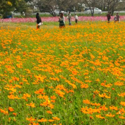 武庫川コスモス園の写真