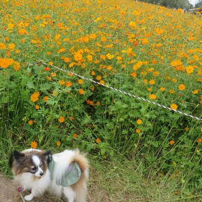 武庫川コスモス園の写真