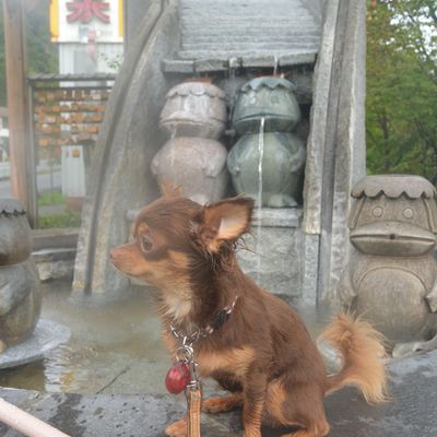定山渓グランドホテル瑞苑 の写真