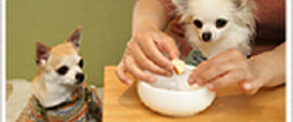 スタジオドッグラン 名古屋の犬 同伴okの飲食店 ドッグカフェ 愛犬と旅行 イヌトミィ