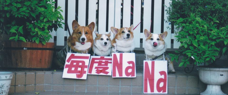 Cafe De Nana カフェドナナ 熊本の犬 同伴okの飲食店 ドッグカフェ 愛犬と旅行 イヌトミィ