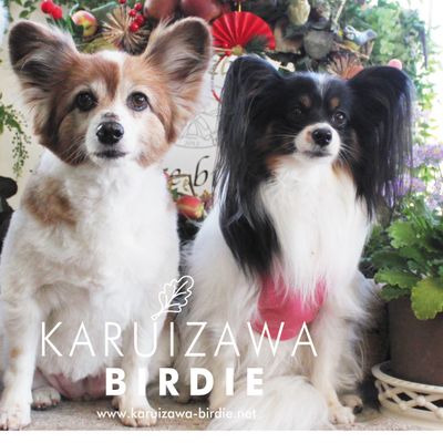 軽井沢BIRDIE DOG Lover's shop + CAT　（軽井沢 バーディードッグラバーズショップ）の写真