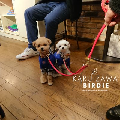 軽井沢BIRDIE DOG Lover's shop + CAT　（軽井沢 バーディードッグラバーズショップ）の写真