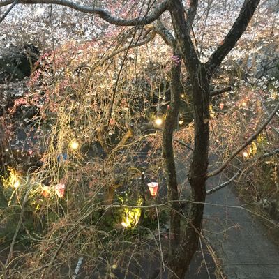  山麓苑(樽の個室で鉄板焼き♪桜・アジサイ・紅葉・梅、季節折々の花木を楽しめる♪)の写真