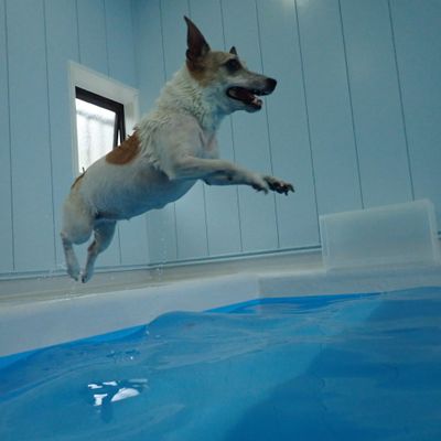 ドッグプールRANA 犬のプールの写真