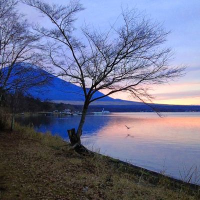山中湖の白鳥の湖の写真