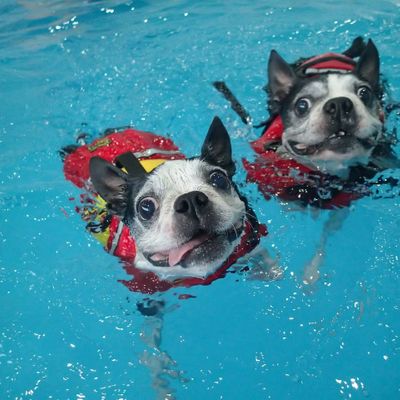 ドッグプールRANA 犬のプールの写真