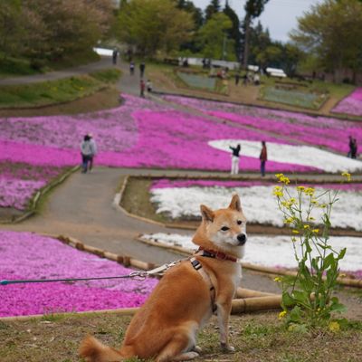 羊山公園（芝桜の丘）の写真