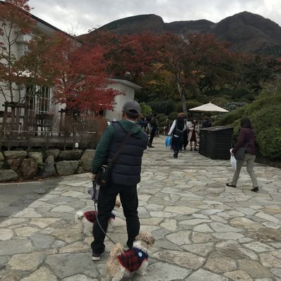 箱根強羅公園の写真