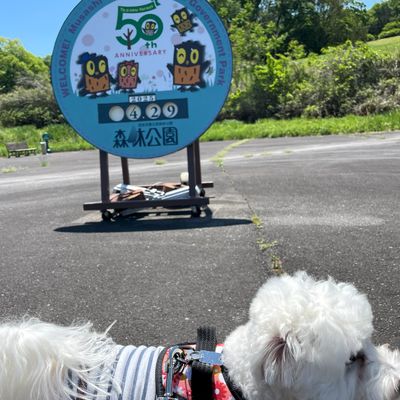国営武蔵丘陵森林公園の写真