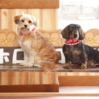 北海道 犬と泊まれる 宿 ホテル 一覧 イヌトミィ
