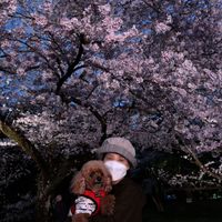 「浮かび上がる桜の花びらに魅せられた。」の画像